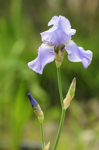 植物 花园 园艺 春天 盛开 紫色 美女 开花 公园 虹膜