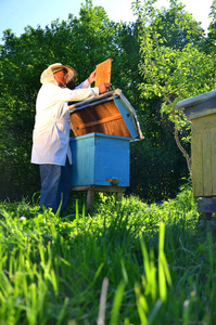 激情 弹跳 生态学 细胞 蜂巢 农业 养蜂场 男人 花粉