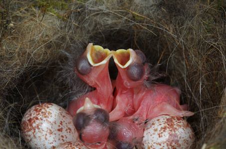 图尔杜斯·皮拉里斯,菲尔德费muskovy 鸭关闭苍鹭用蛋筑巢.黑鹂.