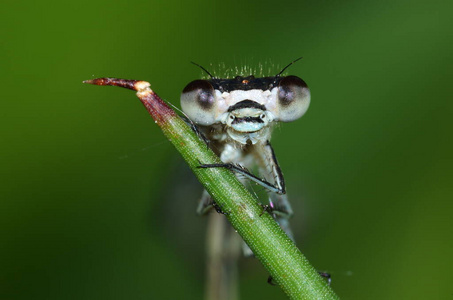 刀片 特写镜头 蜻蜓 眼睛