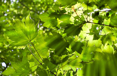 树叶 太阳 生长 特写镜头 环境 分支 阳光 植物 夏季