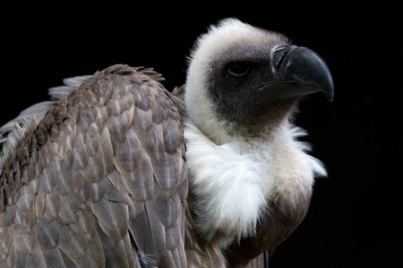 猛禽 捕食者 特写镜头 野生动物 肖像 翅膀 秃鹫 动物