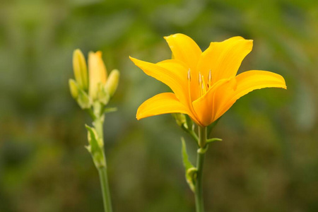 夏天 开花 繁荣 夏季 春天 特写镜头 繁荣的 萌芽