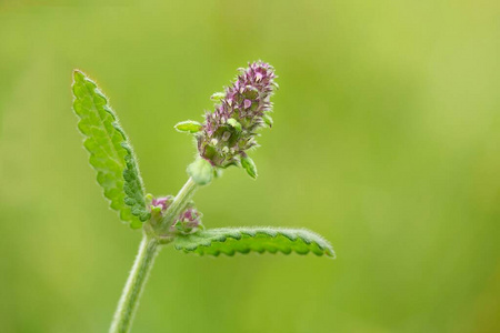 花儿 繁荣 特写镜头 流血 繁荣的 开花