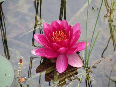 莲花 象形图 佛教 开花 植物 渗漏 象形文字 流血 镜子