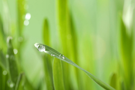 环境 阳光 日出 天气 液滴 美女 气泡 夏天 植物 雨滴