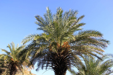 夏季 棕榈树 太阳 假期 棕榈 天空 克里特岛 夏天 海滨