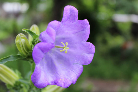 美女 美丽的 开花 花园 自然 夏天 特写镜头 天空 植物区系