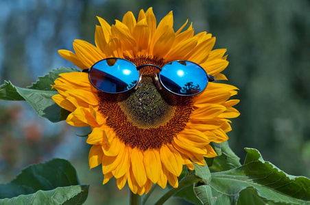 花园 笑声 太阳 大笑 开花 太阳镜 快乐 大黄蜂 咯咯地笑