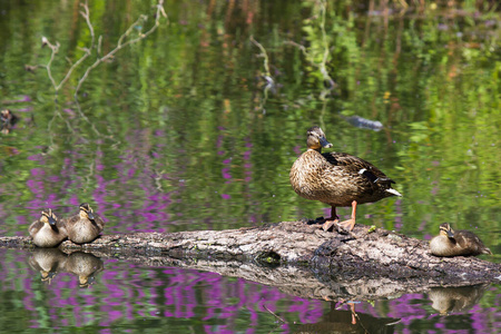 水禽 鸭子 池塘 自然 可爱的 野生动物 甜的 鳞片 绿头鸭