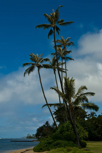 夏季 美国 棕榈树 夏天 海滩 夏威夷 海滨