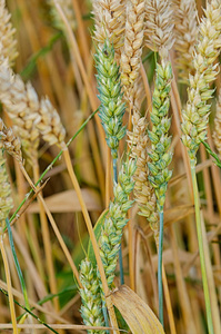 黑麦 英亩 燕麦 粮食 赡养费 谷类食品 大麦 小麦 波浪