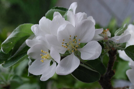 繁荣 苹果花 苹果 开花 植物 夏天 夏季 繁荣的