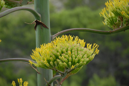 成长 森林 植物区系 公园 西班牙 春天 自然 生活 植物学