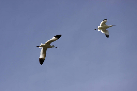 移民 海岸 飞行 鸟类学 自然 水禽 航班 苍蝇 栖息地