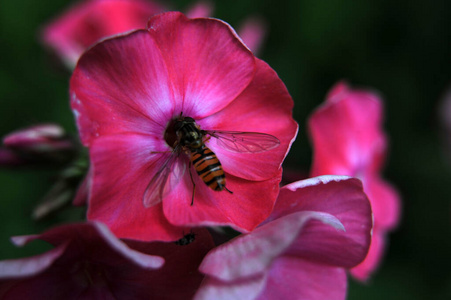 繁荣 植物 夏季 开花 繁荣的 福禄考 蜜蜂 夏天 昆虫