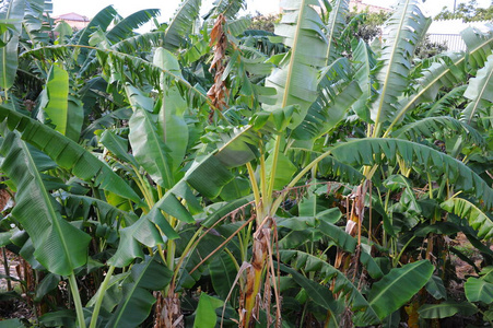 丛林 夏天 农业 自然 花的 植物学 环境 树叶 森林 香蕉