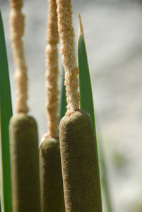 石头 森林 环境 植物 活的 海藻 居住 植物学 春天 树叶