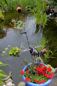 池塘 繁荣的 花儿 花园 七月 停留 田园风格 珠宝 六月