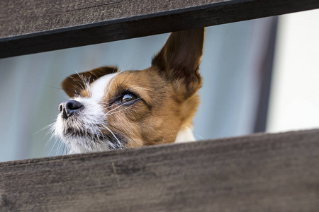 猎犬 动物 宠物 可爱的 哺乳动物 爪子 纯种 血统 繁殖