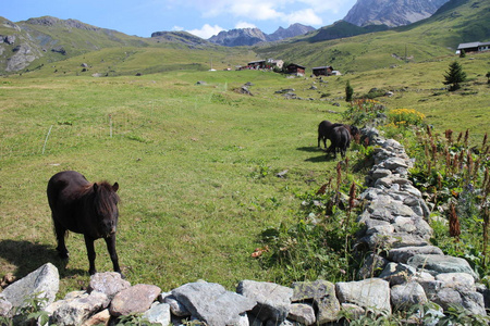 沼泽地 哺乳动物 瑞士 自然 旅行 放牧 动物 风景 牧场