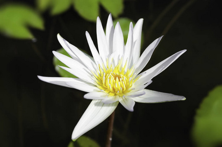 美丽的 池塘 开花 莲花 植物学 百合花 美女 花瓣 自然