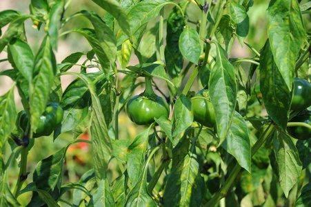 辣椒 素食主义者 植物 生长 园艺 成长 食物 自然 收获