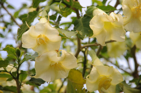 公园 花园 自然 花的 灌木 花瓣 盛开 乡村 夏天 特写镜头