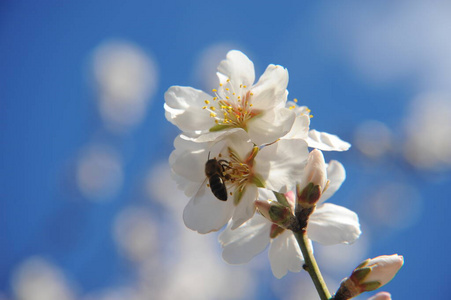 杏仁 日本人 公园 自然 分支 植物区系 美丽的 花园 花的