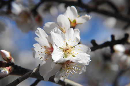 天空 开花 植物 植物学 日本人 分支 花的 粉红色 四月