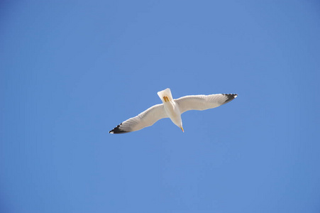 苍蝇 西班牙 飞行 天空 海洋 地中海 苍穹