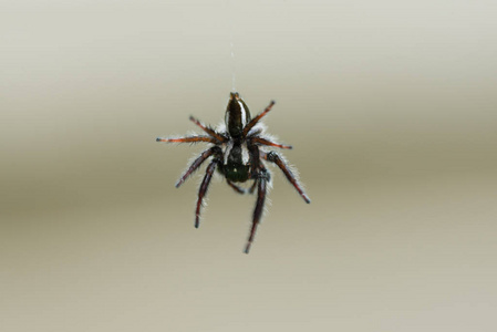 白蜘蛛恐惧症图片