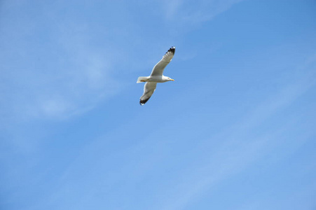 滑翔 羽毛 自由 空气 天空 西班牙 夏天 动物 飞行 翅膀