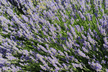 芳香疗法 植物 盛开 领域 气味 薰衣草 草药 法国 风景