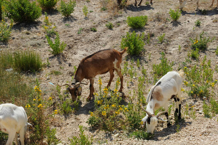 领域 山羊 野生动物 旅行 自然 哺乳动物 农场 阿尔卑斯山