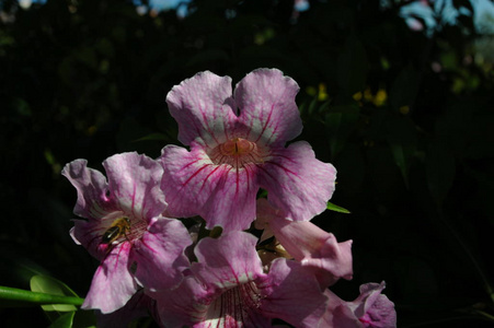 花瓣 春天 美丽的 花园 花的 要素 树叶 开花 自然 植物区系
