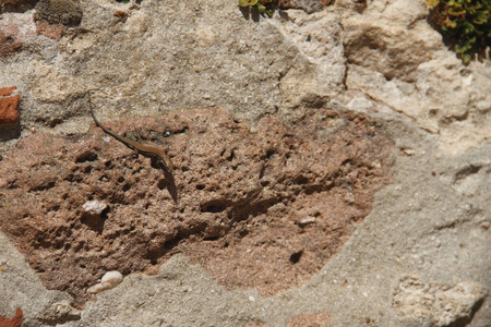 颜料 爬虫 地质学 动物 形成 矿物 石墙 岩石 楼梯 特写镜头