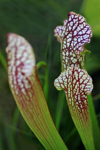 花的 自然 植物学 漏斗 夏天 颜色 植物 特写镜头 花园