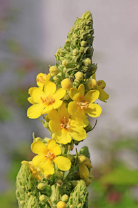 盛开 美丽的 季节 夏天 花瓣 植物学 颜色 花园 开花