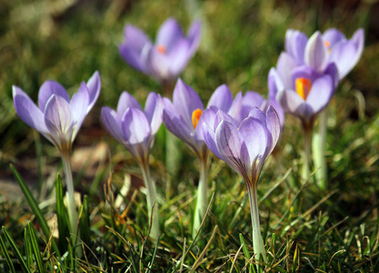 树叶 植物 草坪 繁荣的 紫罗兰 流血 春天 番红花 花儿