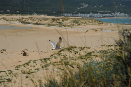 地中海 飞行 苍蝇 海洋 西班牙