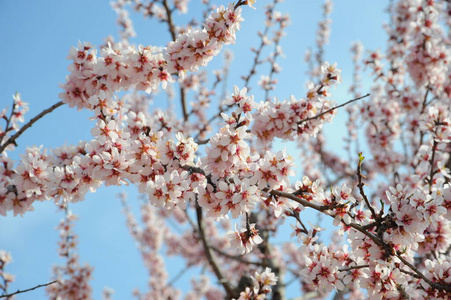 杏仁 坚果 风味 意大利 苍穹 西班牙 树叶 春天 繁荣的
