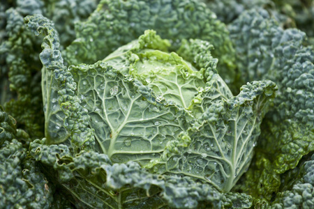 饮食 蔬菜 夏天 素食主义者 收获 植物 农业 花园 生长