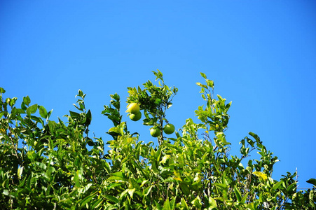 天空 花园 森林 美丽的 酸的 夏天 春天 季节 分支 植物