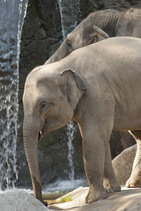 游猎 动物 动物园 哺乳动物 自然 母亲 非洲 兽群 耳朵