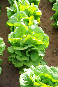 营养 植物 作物 栽培 自然 农场 成长 蔬菜 食物 园艺