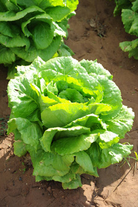 沙拉 自然 污垢 农场 营养 素食主义者 生菜 植物 维生素