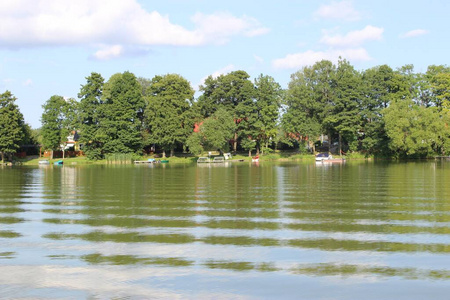 夏季 森林 波兰 芦苇 银行 自然 湖边 夏天