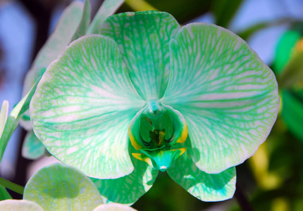 园艺 兰花 开花 花园 颜色 植物区系 蝴蝶兰 自然