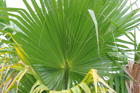 纹理 植物 植物区系 生活 特写镜头 分支 植物学 花园